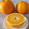初の「はるみ」（柑橘類）