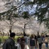 今日の鶴舞公園（2021年桜の頃）